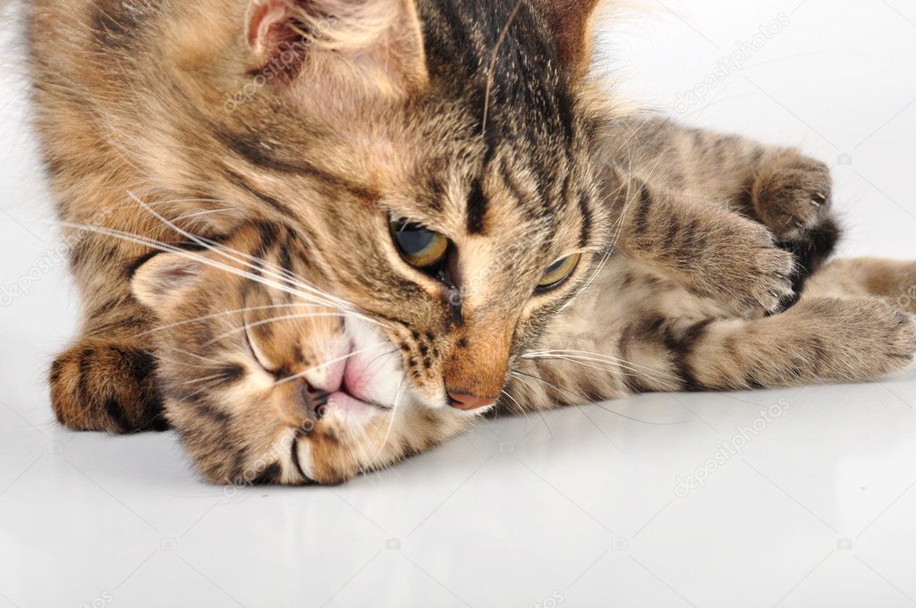 Mother cat taking her kitten by the neck — Stock Photo © Cherry-Merry