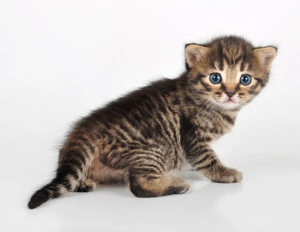 Bonito bonito gatinho olhando para trás — Fotografia de Stock