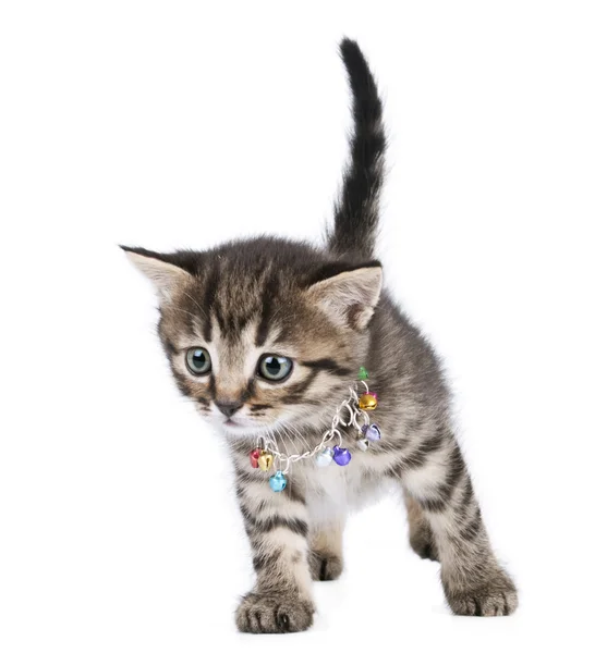 Красивый симпатичный месячный котенок — стоковое фото