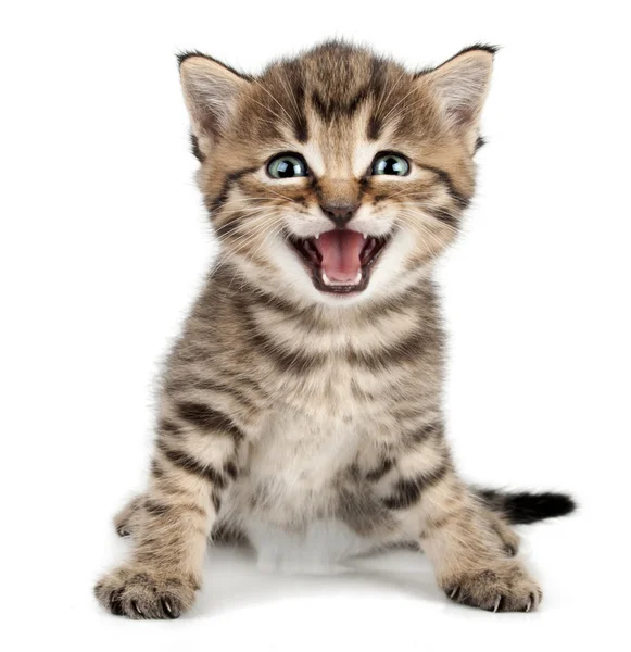 Όμορφο χαριτωμένο μικρό γατάκι meowing και χαμογελαστός Φωτογραφία Αρχείου