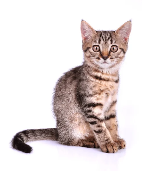 Little kitten looking at camera — Stock Photo, Image