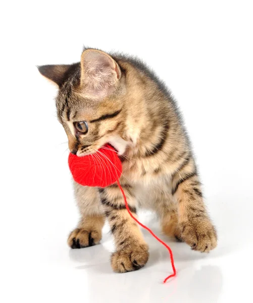 Gatinho bonito carregando uma bola de lã — Fotografia de Stock