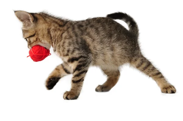 Carino piccolo gattino con una palla di lana in bocca — Foto Stock