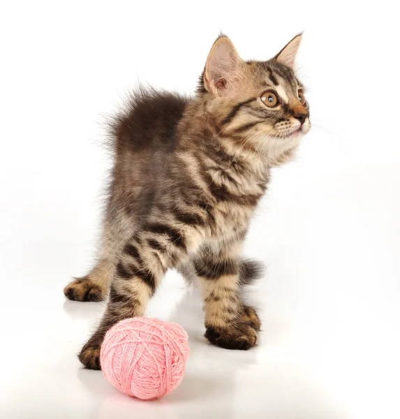 Gatinho bonito com uma bola de lã — Fotografia de Stock