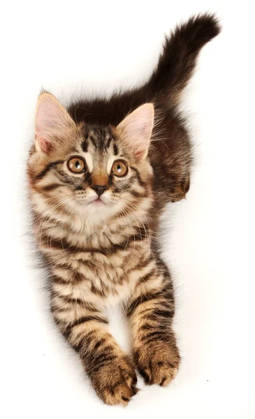 Little kitten looking up — Stock Photo, Image