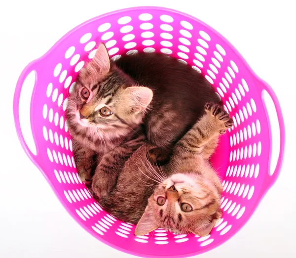 Pequenos gatinhos em uma cesta — Fotografia de Stock