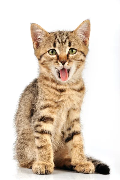 Pequeno gatinho bocejando — Fotografia de Stock