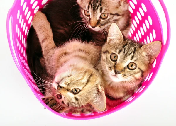 Gatinhos em uma cesta — Fotografia de Stock