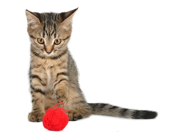 Leuk weinig katje met een bal van wol — Stockfoto