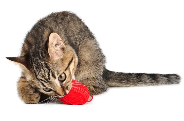 Милый маленький котенок с шерстяным шариком — стоковое фото