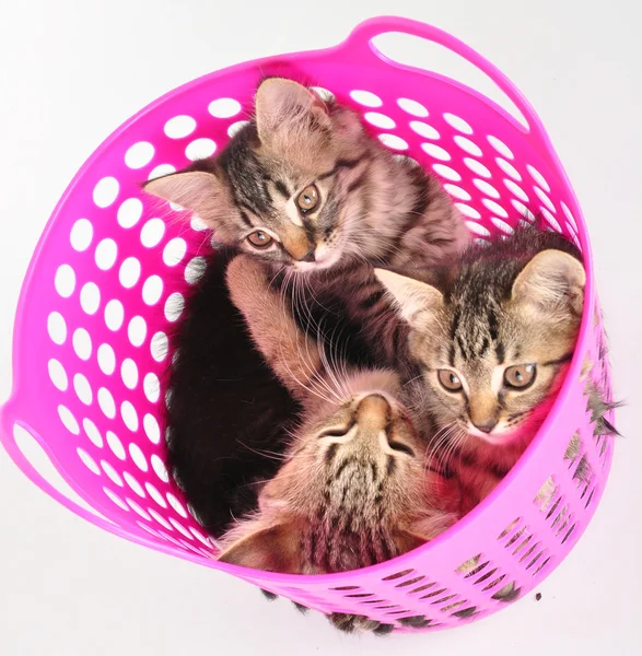 Grupp av kattungarna i en korg — Stockfoto