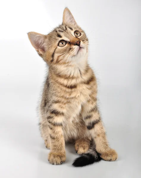 Gatinho olhando para cima — Fotografia de Stock