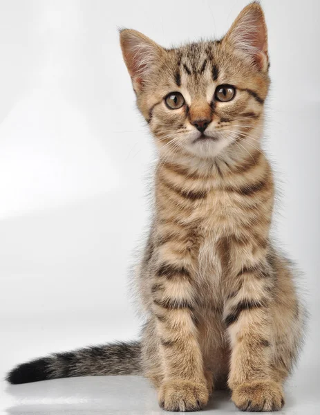 Kleine kitten op zoek — Stockfoto