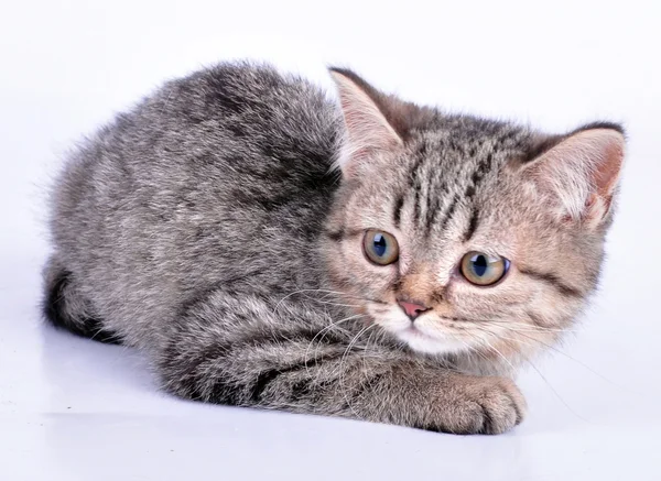 Küçük bir kedi yavrusu bir kenara arıyorsunuz — Stok fotoğraf