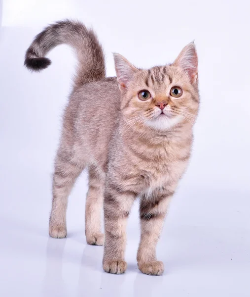 Piccolo gattino scozzese dritto camminando verso — Foto Stock