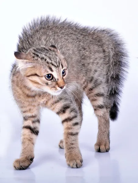 Pequeno escocês em linha reta gatinho olhando assustado — Fotografia de Stock