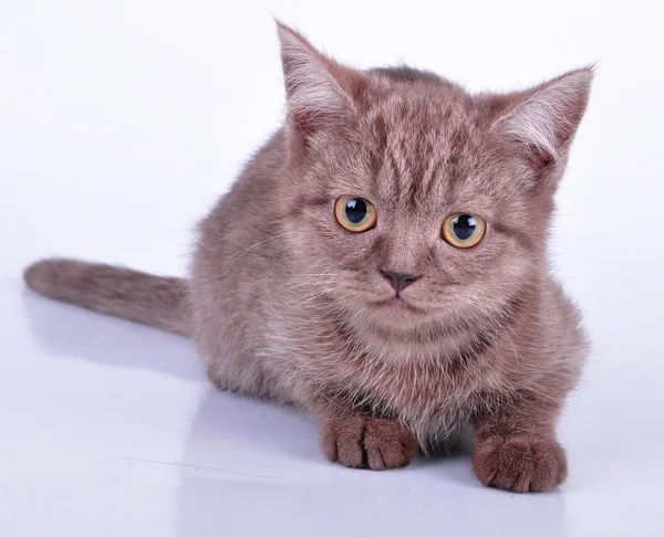 Piccolo gattino di cioccolato guardando la fotocamera — Foto Stock