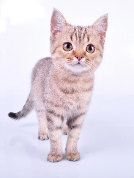 Pequeno gatinho escocês em linha reta andando em direção — Fotografia de Stock