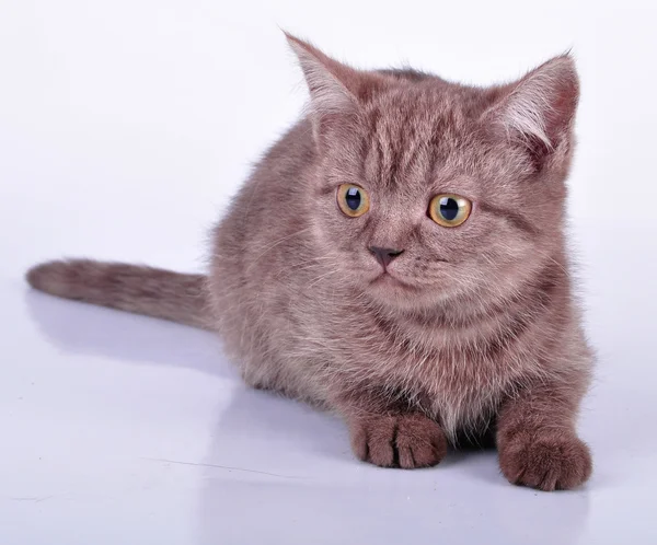 Маленький красивый шоколадный котенок смотрит в камеру — стоковое фото