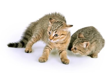 korkmuş kedi
