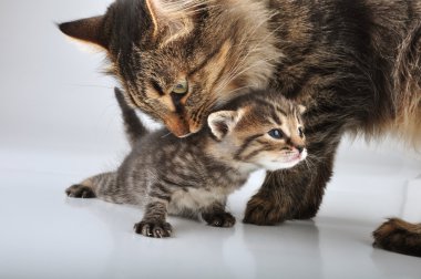 Anne kedi ile 20 gün eski küçük yavru kedi