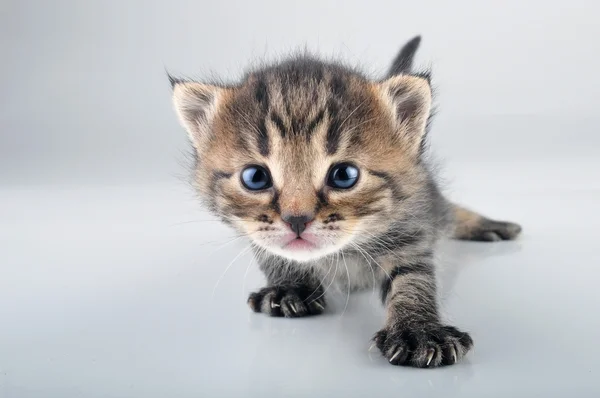 Small 20 days old kitten — Stock Photo, Image