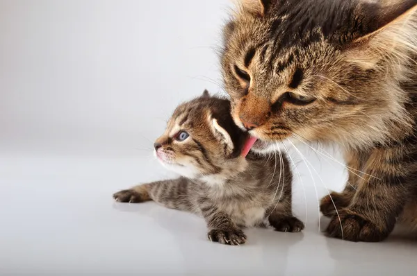 Anne kedi onun 20 günlükken kitten umurunda değil. — Stok fotoğraf