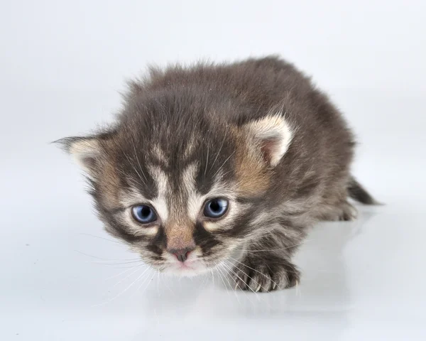 20 gün eski küçük yavru kedi — Stok fotoğraf