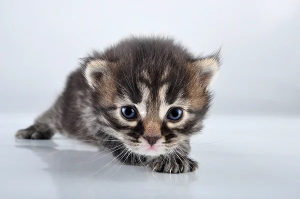 Маленький 20-дневный котенок — стоковое фото