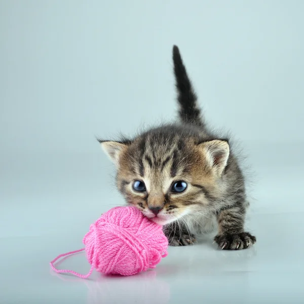 Смешной милый маленький котенок играет с шерстяным мячом — стоковое фото