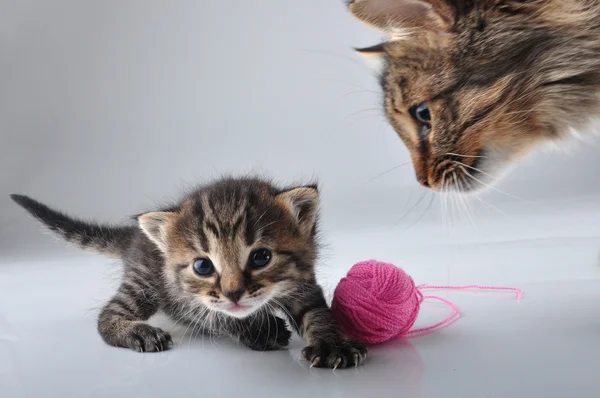 Bir woolball ile oynayan küçük bir kedi yavrusu — Stok fotoğraf