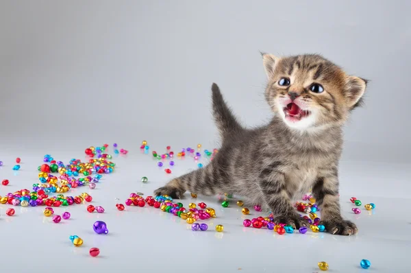Little kitten with small metal jingle bells beads — Stock Photo, Image