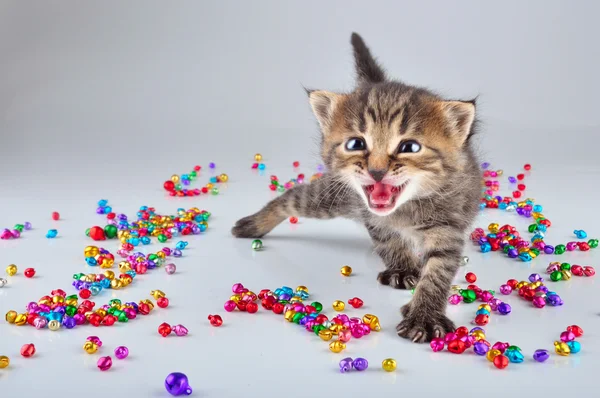 Lustige kleine Kätzchen tanzen in kleinen Metall Jingle Gells Perlen — Stockfoto