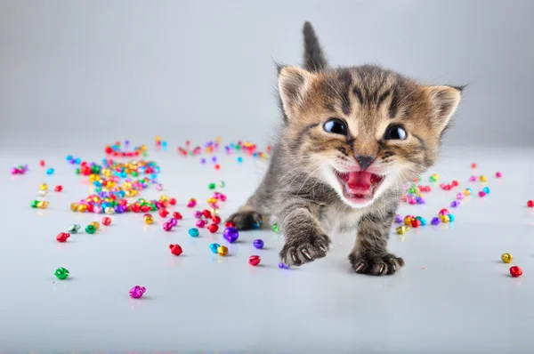 Little kitten with small metal jingle bells beads — Stock Photo, Image
