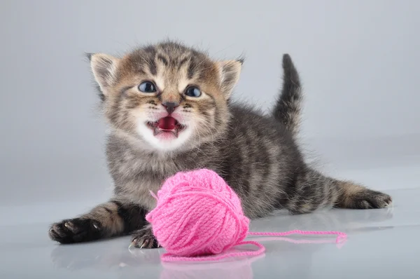 Lilla kattunge leker med en woolball — Stockfoto