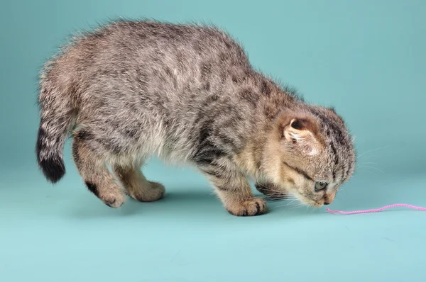 Cute Scottish fold kitten — Stock Photo, Image