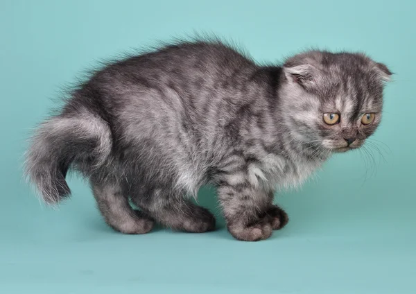 苏格兰折耳猫小猫，长着弯曲的尾巴 — 图库照片