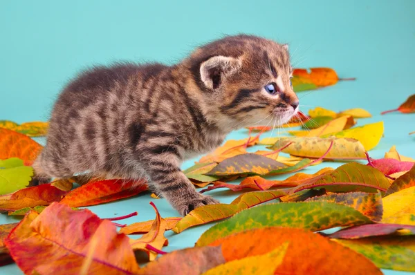 Kitten in herfstbladeren — Stockfoto