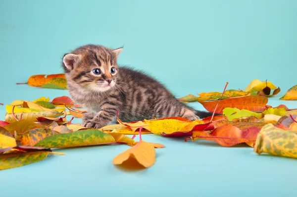 Kleines, 20 Tage altes Kätzchen im Herbstlaub — Stockfoto