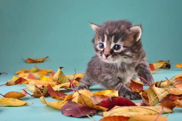 Small 20 days old kitten in autumn leaves — Stock Photo, Image