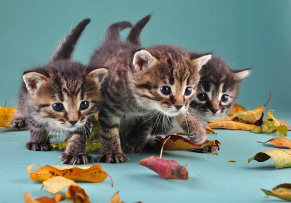 Grupo de gatitos pequeños en hojas de otoño — Foto de Stock