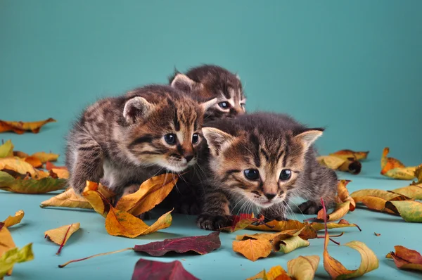 Grupo de gatitos pequeños en hojas de otoño — Foto de Stock