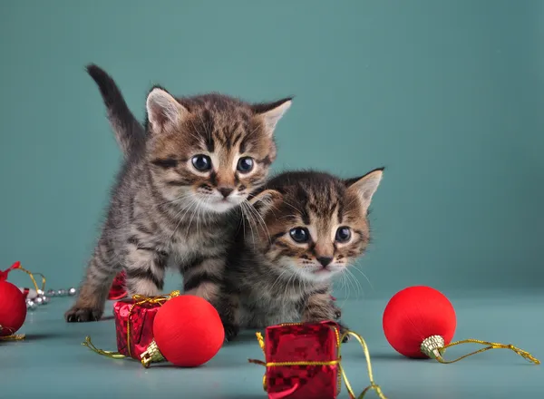 Christmas portrait of cute little kittens. — Stock Photo, Image