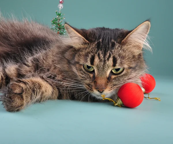 Porträtt av en katt bland jul saker — Stockfoto