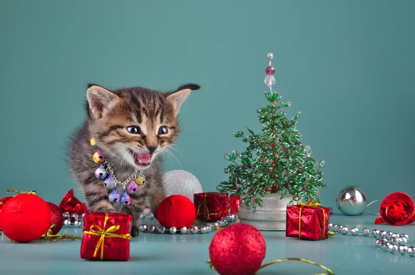 Malé kotě mezi vánoční věci — Stock fotografie