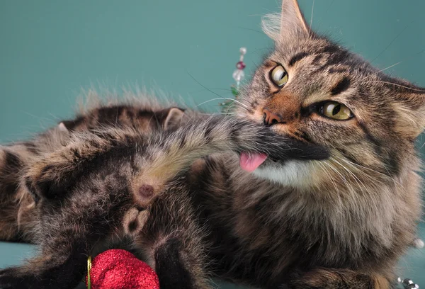 Gatinho pequeno com gato mãe entre coisas de Natal — Fotografia de Stock