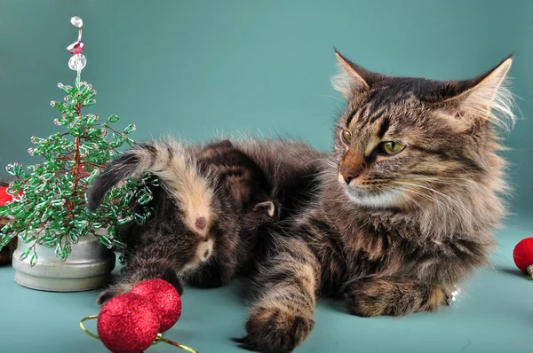 Piccolo kittenwith madre gatto tra roba di Natale — Foto Stock