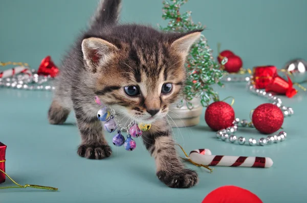Маленький котёнок среди рождественских вещей — стоковое фото