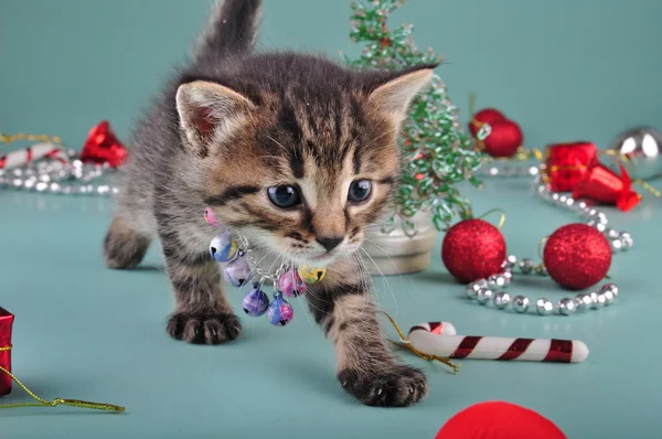 Small kitten among Christmas stuff — Stock Photo, Image