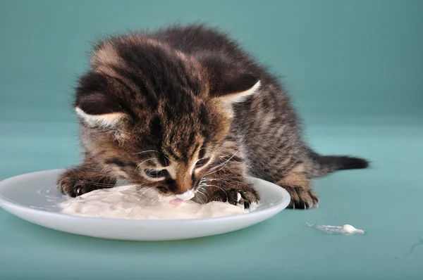 Pequeno gatinho comer leite azedo — Fotografia de Stock